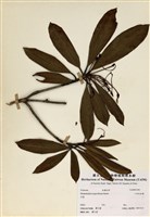 藏品(小西氏杜鵑)的圖片